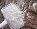 Brushing catÃ¢â¬â¢s fur